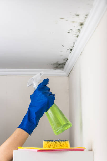 Why You Should Choose Our Mold Remediation Services in Richland, WA